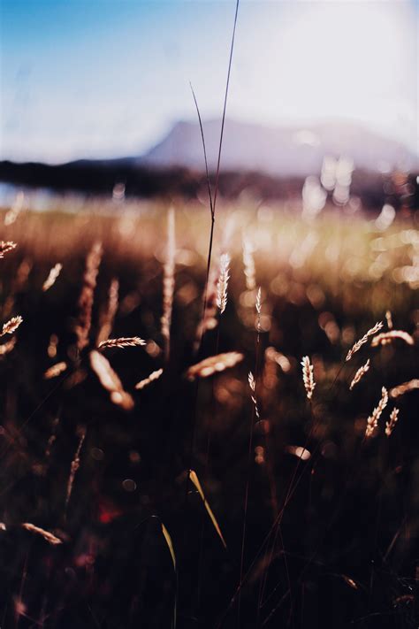 Wallpaper Grass Nature Sunlight Depth Of Field 3840x5760