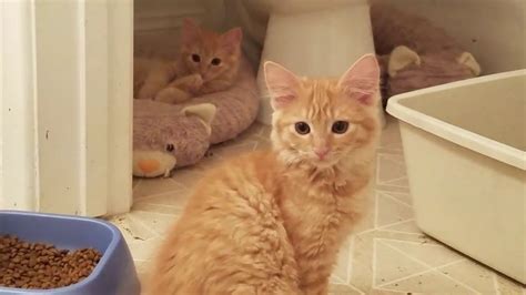 We had a litter of 5 kittens, now ready for their. Orange tabby kittens with mother - Cat rescue - Available ...