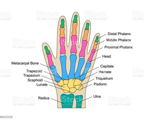 Human Hand Bones Anatomy With Descriptions Colored Hand Parts Structure