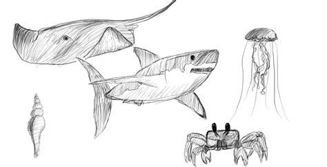 Sea Animal Sketches By Passionatepencils On Deviantart