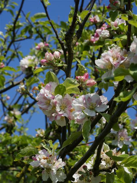 20 Great Flowering Trees For Ohio By Color Progardentips