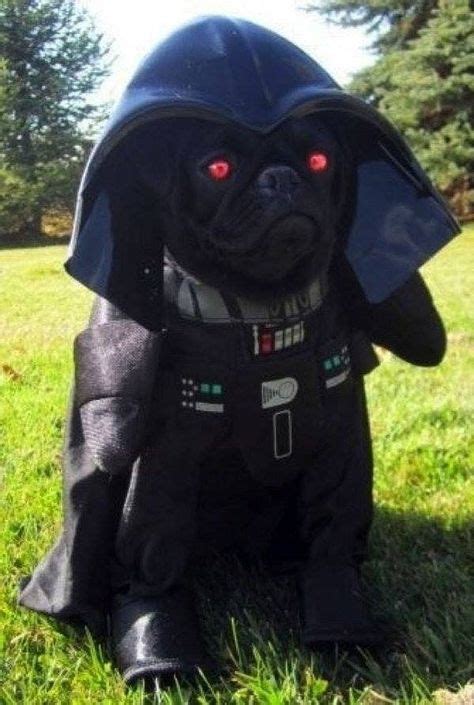 26 Costumes That Prove Pugs Always Win At Halloween Pug Puppies