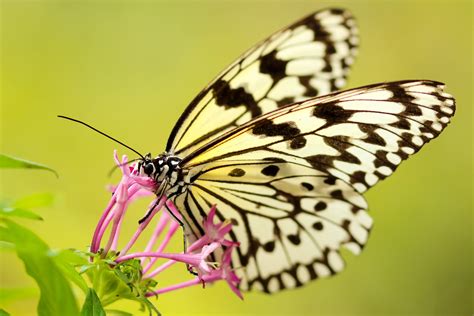 Wallpaper Id 232989 A Monarch Butterfly On Top Of Pink Flowers