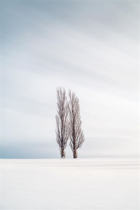 Symmetry Trees In Biei Brent Goldman Photography