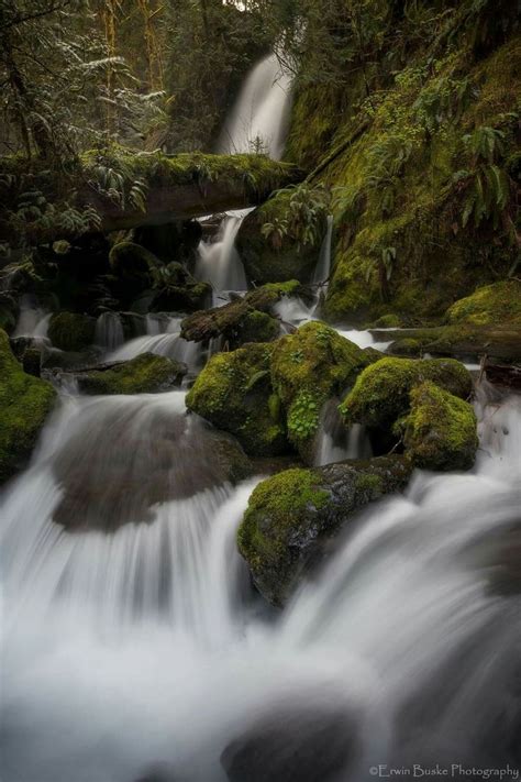 Merriman Falls At The Quinault Rain Forest On The Olympic Peninsula Wa