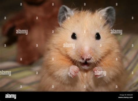 Long Haired Hamster Hi Res Stock Photography And Images Alamy