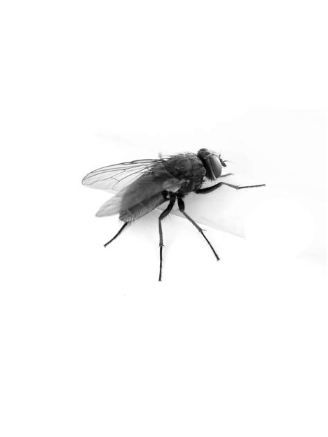 Fly Clipart Drosophila Fly Drosophila Transparent Free For Download On