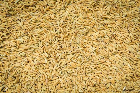 Close Up Pile Of Raw Paddy Rice Seed Grain Rice Stock Photo 1654876