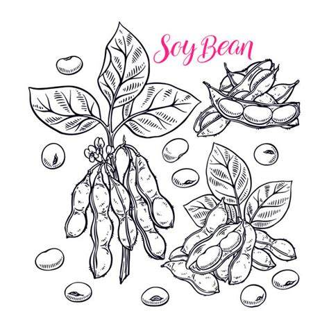 Drawing Of A Soybean Plant Illustrations Royalty Free Vector Graphics