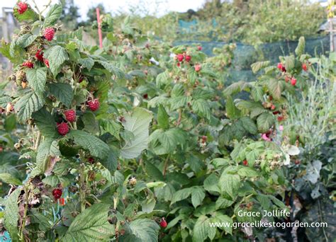 Growing Raspberries Fruit Fun And Hedging Too