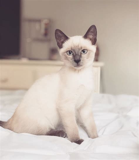 What Is A Cream Point Siamese Cat Catsinfo