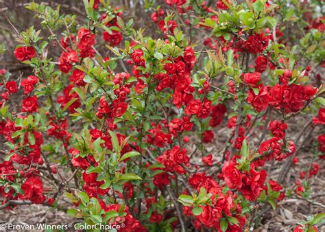 The fruit pictured above is a 'texas scarlet' quince. Double Take Scarlet™ - Quince - Chaenomeles speciosa ...