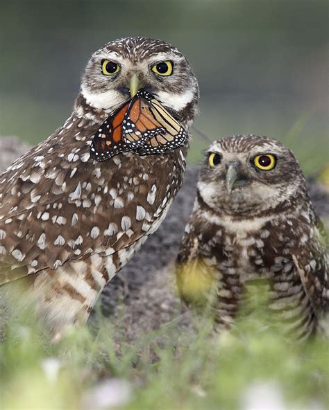 Funny Burrowing Owls