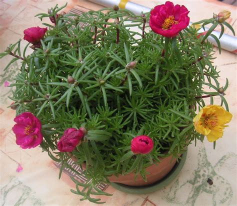 Pourpier à grandes fleurs