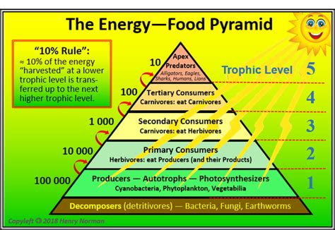 How Does An Energy Pyramid Help To Describe The Flow Of Energy In A