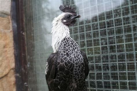 The Genetics Of Fibromelanosis In The Sikie And Ayam Cemani Modern