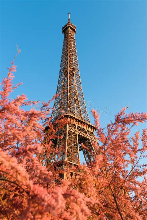 Eiffel Tower Through Beautiful Spring Pink Flower Bushes In Paris