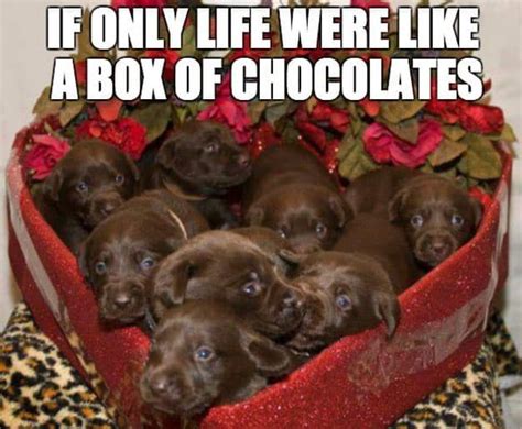 If Only Life Were Like A Box Of Chocolates Dog Memes To Cheer You Up