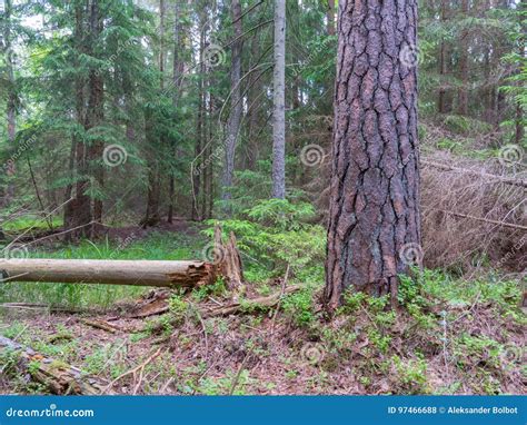 Old Pine Tree In Summer Stock Photo Image Of Calm Wilderness 97466688