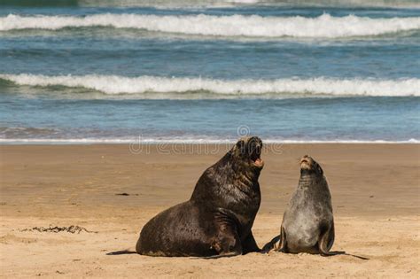 hooker s sea lions in courtship stock image image of male chase 51309413