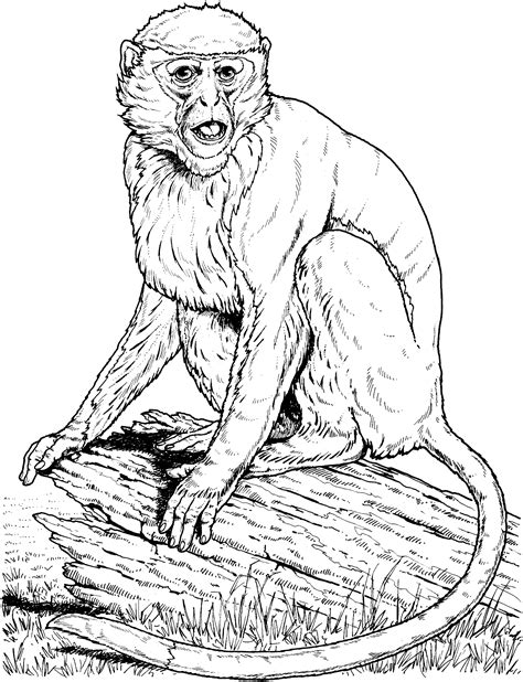 Capuchins were the first monkeys in using tools in the wild that people remarked. Realistic Monkey Coloring Pages - Coloring Home