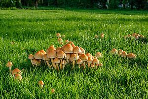 Mystisches gebilde oder natürliche ursache? Gartenwiese, die von zahlreichen gelblich-braunen Pilzen ...