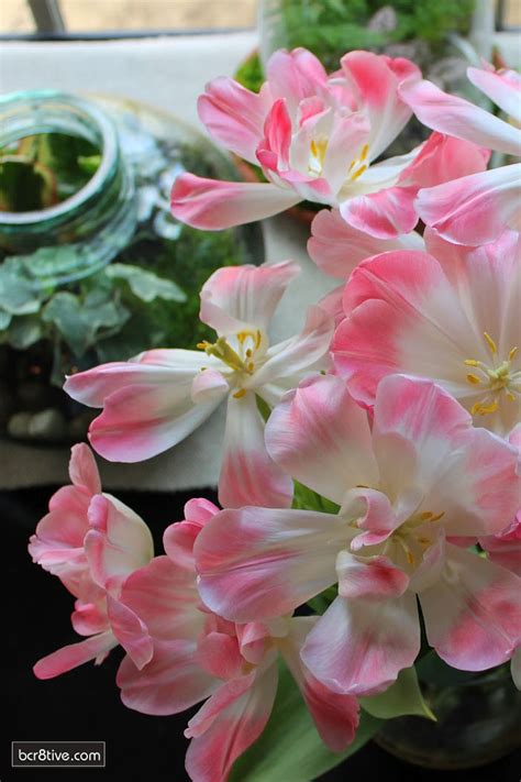 0 ratings0% found this document useful (0 votes). Decorate for Spring with Forced Bulbs for Indoor Blooms