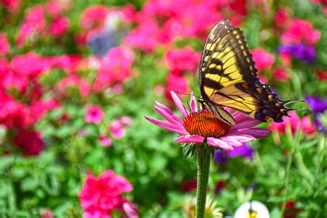 We provide the largest native plant collection available for retail sales in the united states. Gardening for the Birds, Bees and Butterflies - Merrifield ...