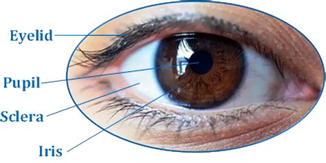 A Fast Iris Recognition System Through Optimum Feature Extraction Peerj