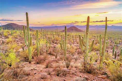 Cactus Forest Saguaro National Park Arizona Vibrant Sunset