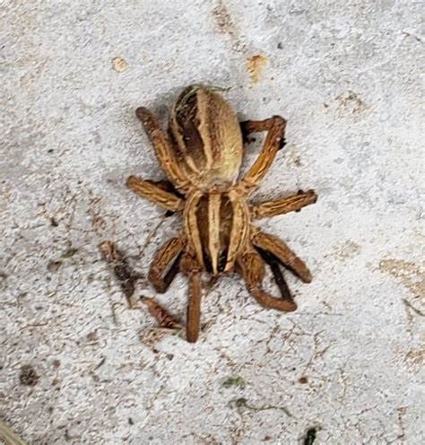Rabidosa Rabida Rabid Wolf Spider In Laredo Texas United States