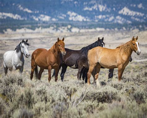 Wild Horses Sand Basin Colorado Photography By Brian Luke Seaward