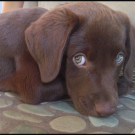 Puppies with cleft palates don't have a great chance of survival, but one vet technician was determined to give him a second chance at life. Chocolate Lab Puppy with Cool Green Eyes | Cute dogs ...