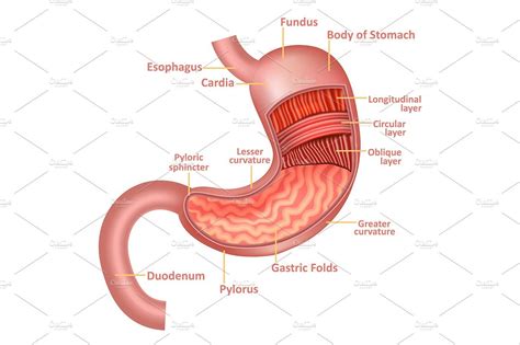 Stomach Anatomy Internal Organ Stomach Anatomy Organs