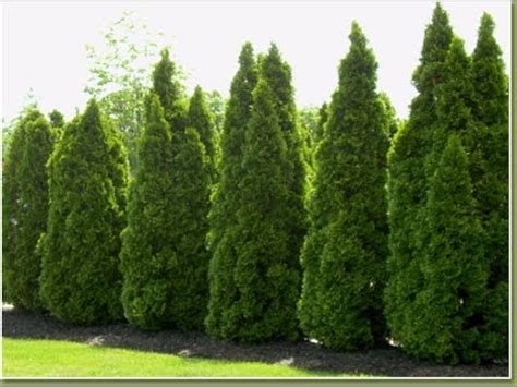 Spacing less than 36′ will affect the trees' growth and condition because they will have to struggle for soil nutrients. Planting Arborvitae Hedge - Budapestsightseeing.org