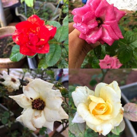 Cara Nak Tanam Pokok Bunga Ros