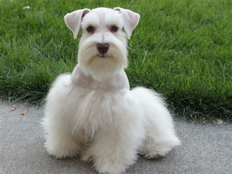 28 Of The Cutest Schnauzer Dog Haircuts We Love Hairstylecamp