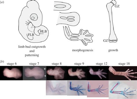 A Summary Of Limb And Long Bone Development Limb Development
