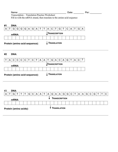 They don't however directly create proteins. 27 Transcription And Translation Practice Worksheet ...