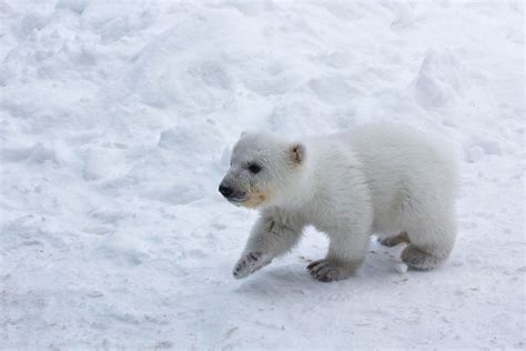 Baby Polar Bear Bored Panda