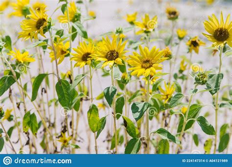 Small Sunflower Flowers Grow On The Sand Background Of Yellow Flowers