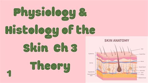 Physiology And Histology Of Skin 1 Youtube
