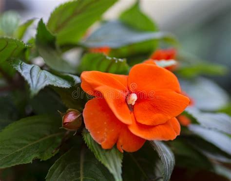 Orange Flower Impatiens Stock Photo Image Of Floral 55983132