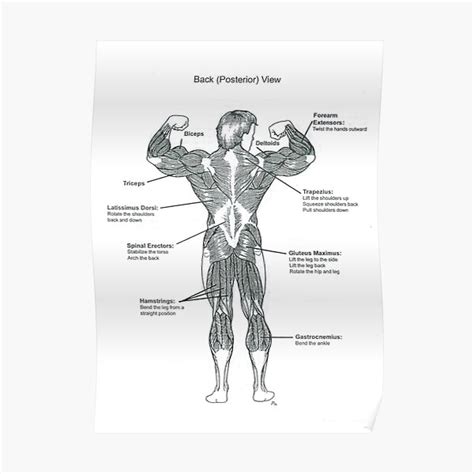 Anatomy Diagram Muscle Chart Back Poster By Superfitstuff Redbubble