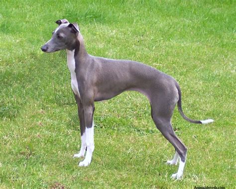 Italian Greyhound Puppies Rescue Pictures Information Temperament