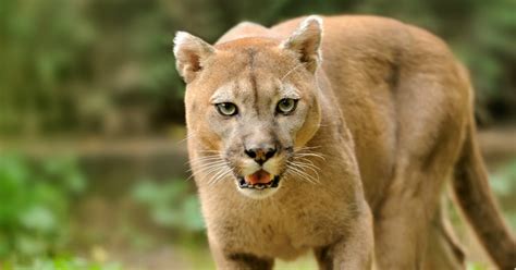 Update Cougar Attack In Bc Was Predatory Cos Confirms