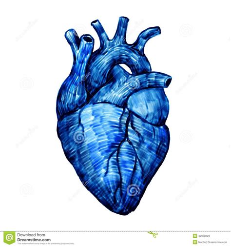 Human Heart Stock Illustration Image Of Drawing Anatomy