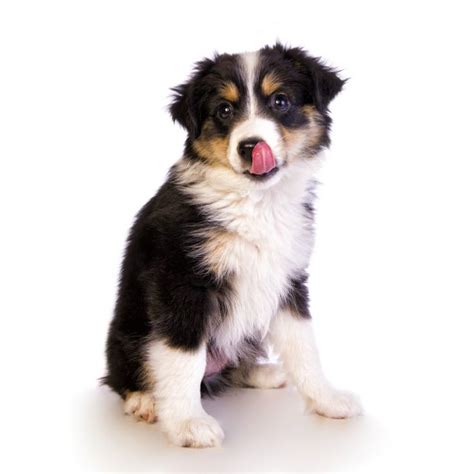 By eight weeks old, your puppy will… Pin on Medium Dog Breeds