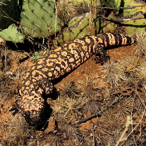 Gila Monster Reptiles Of Coronado NMem NaturaLista Mexico