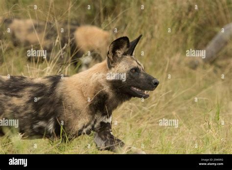 Cape Hunting Dogs Also Known As African Wild Dogs Playing And Hunting